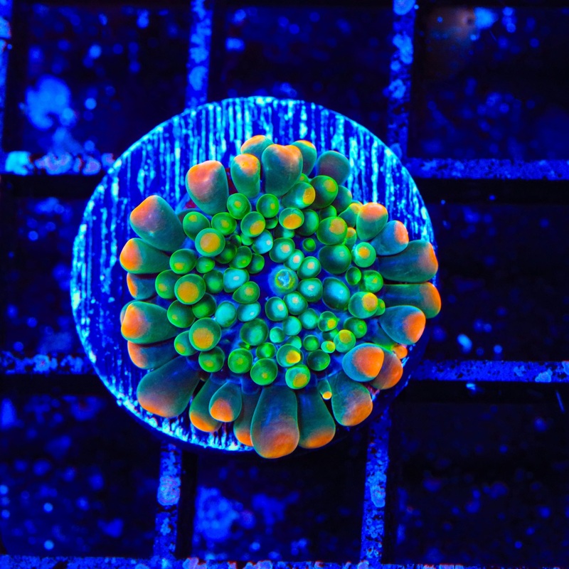 Clown Around Yuma Coral