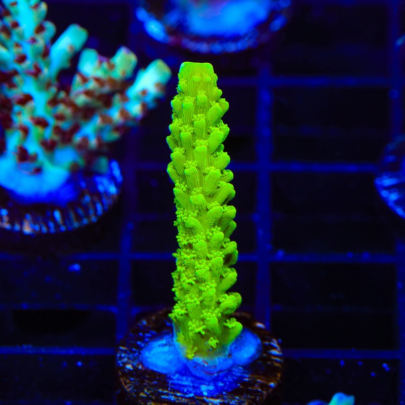 Green Slimer Acropora Coral