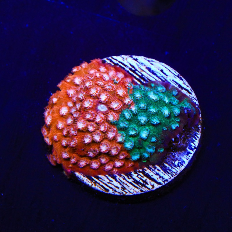 JF Fender Bender Cyphastrea Coral