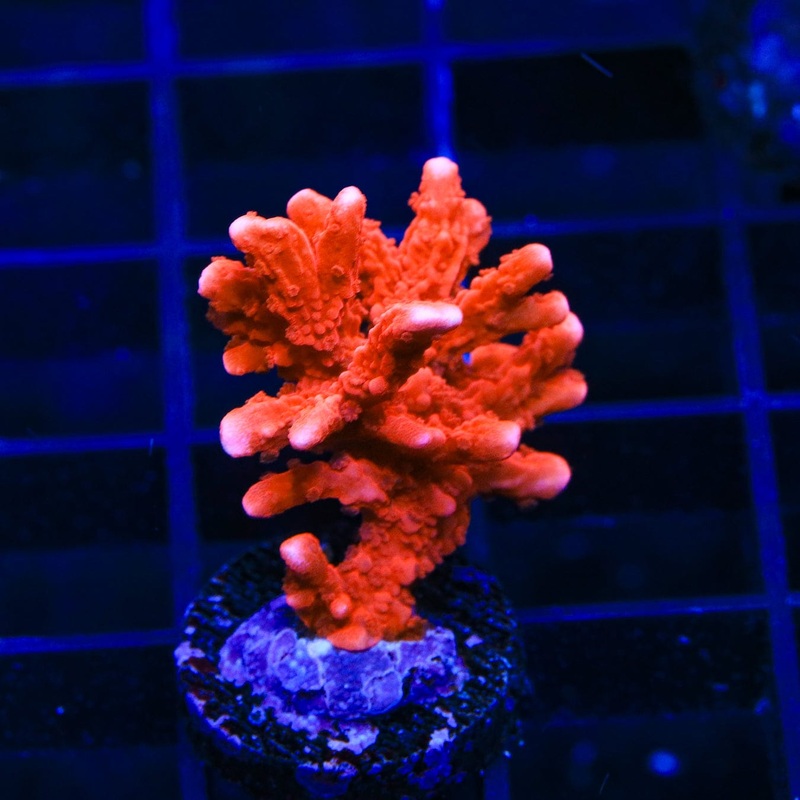 JF TNT Anacropora Coral
