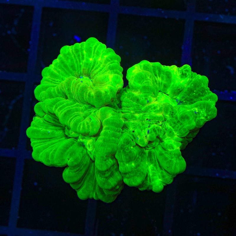 Kryptonite Candy Cane Coral