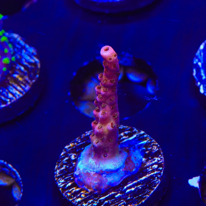 PC Rainbow Acropora Coral