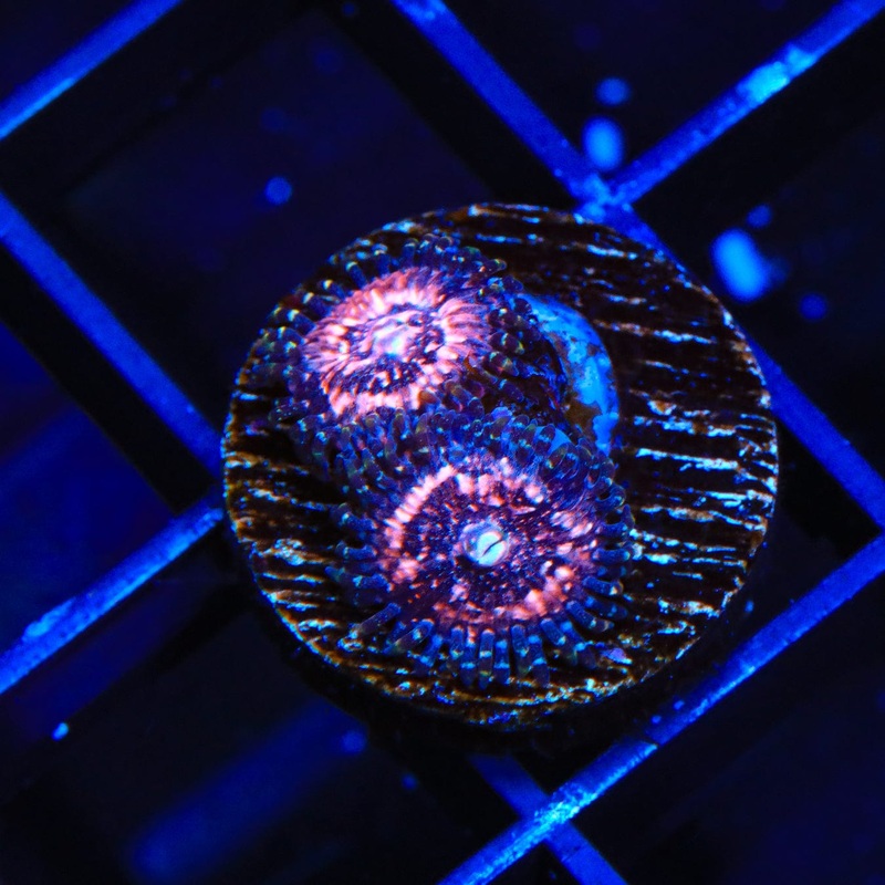 Pink Zipper Zoanthids Coral