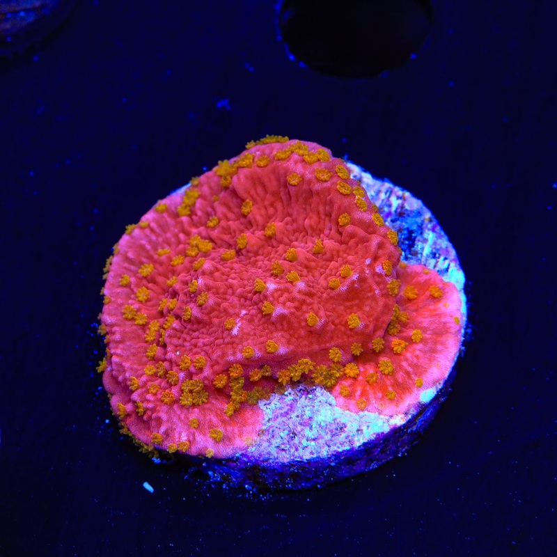 Reeftech Starburst Montipora Cap Coral