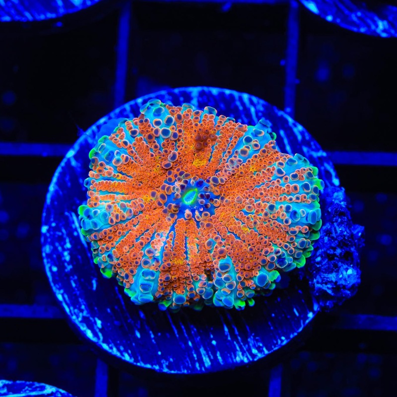 Trippin Rainbows Yuma Coral