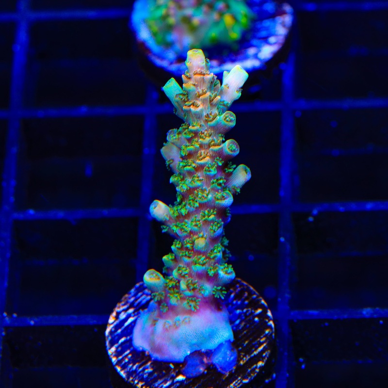 TSA Bill Murray Acropora Coral