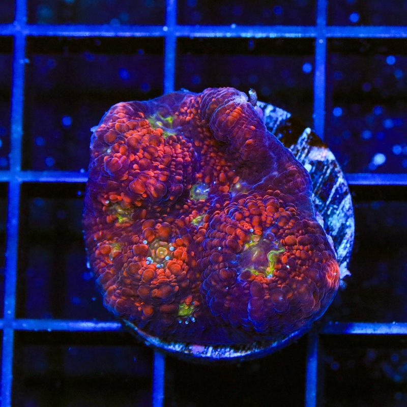 TSA Cherry Garcia Chalice Coral