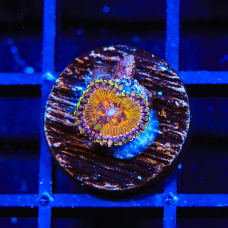 TSA Space Leopard Zoanthids Coral
