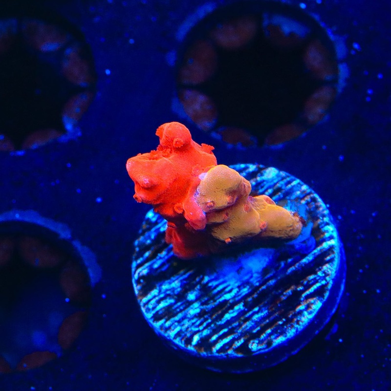TSA Tequila Sunrise Grafted Setosa Montipora Coral