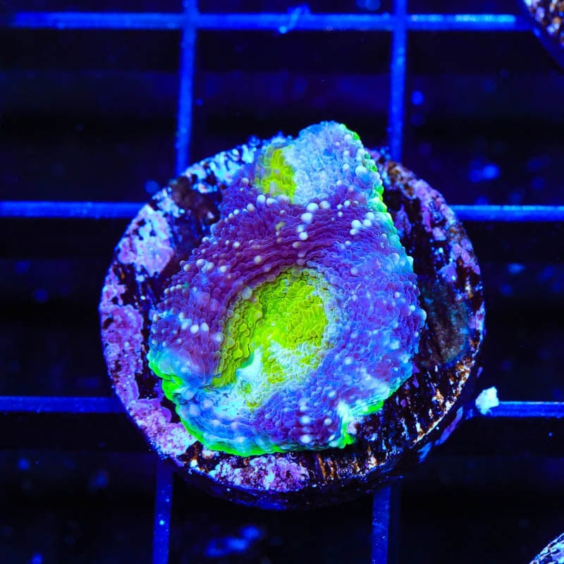 TSA Thanos Echinata Coral