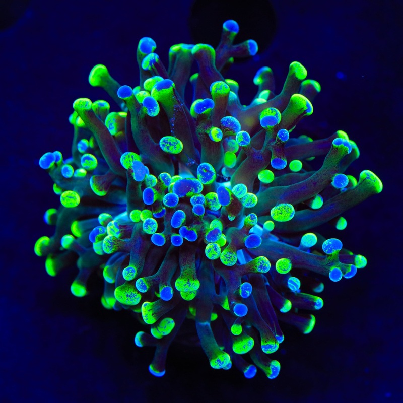 Two Tone Tip Frogspawn Coral