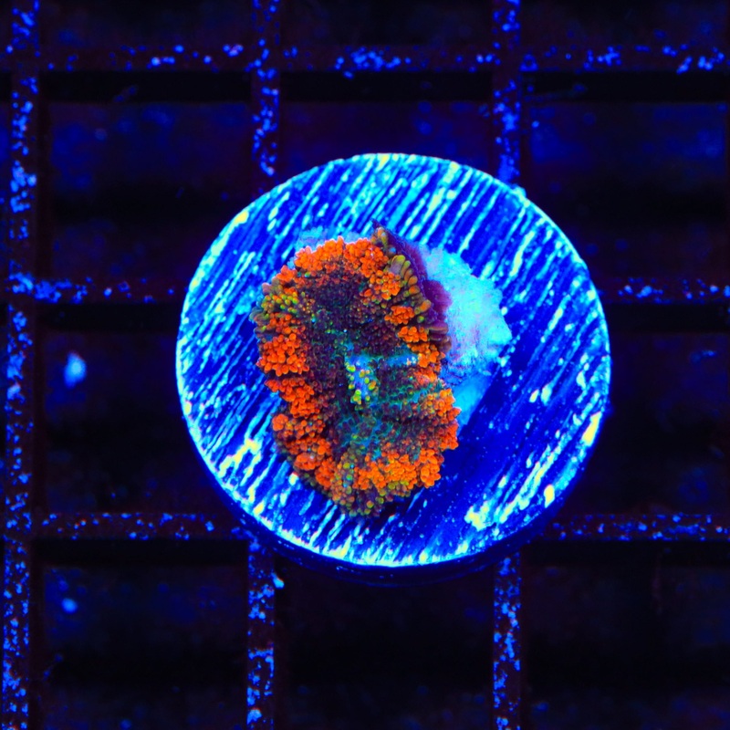 Ultra Rhodactis Mushroom Coral