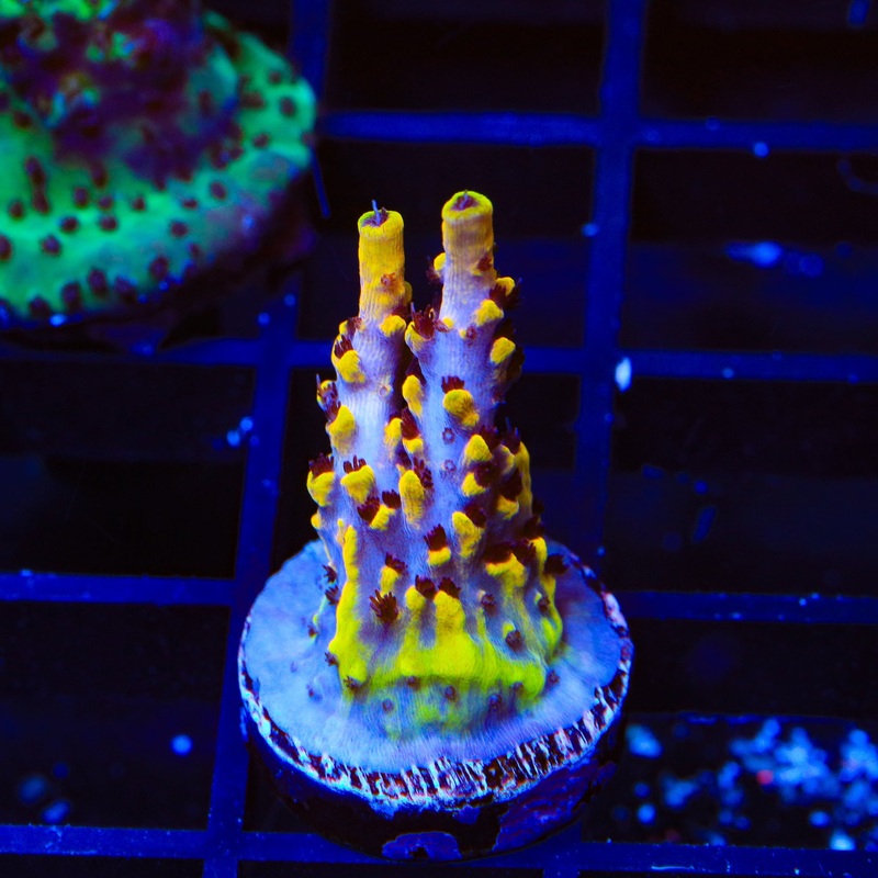 WWC Afterparty Acropora Coral