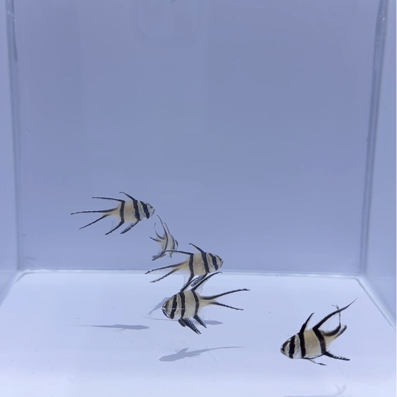 Banggai Cardinal Fish