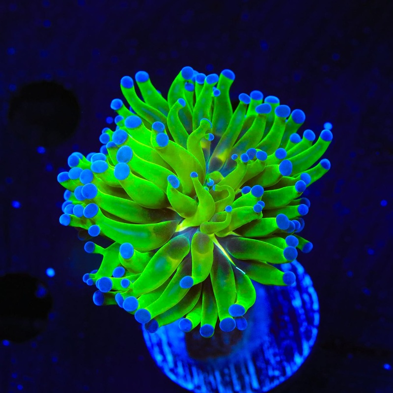 Bicolor Frogspawn Coral