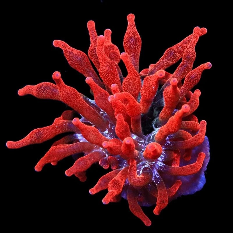 Black Widow Bubble Tip Anemone