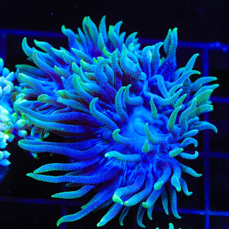 Blue Duncan Coral