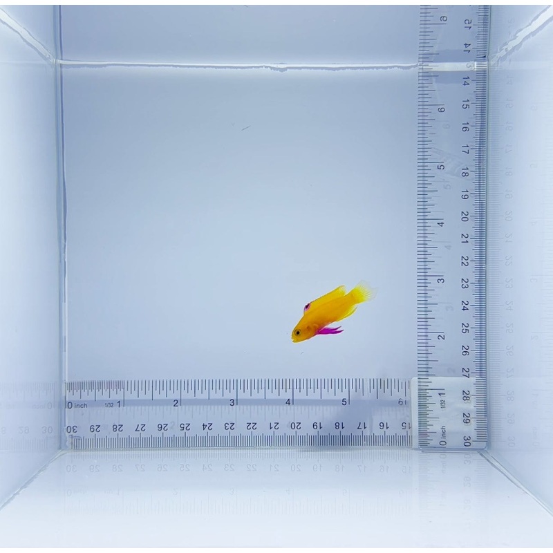 Captive-Bred Dejongi Basslet Fish