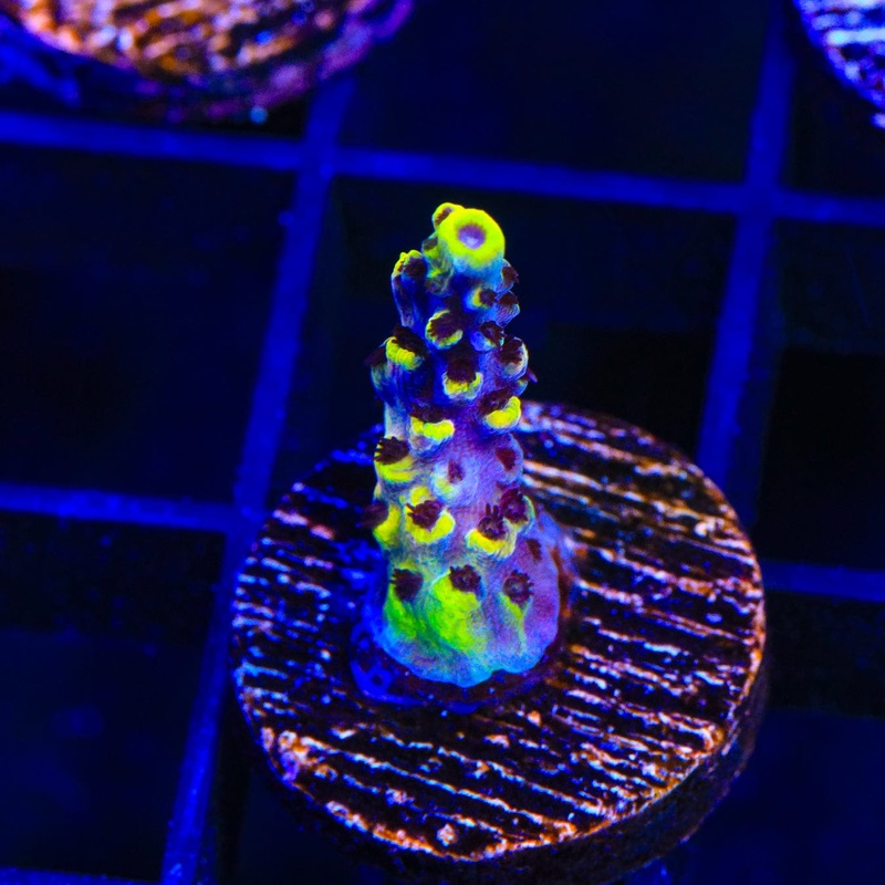 WWC Afterparty Acropora Coral