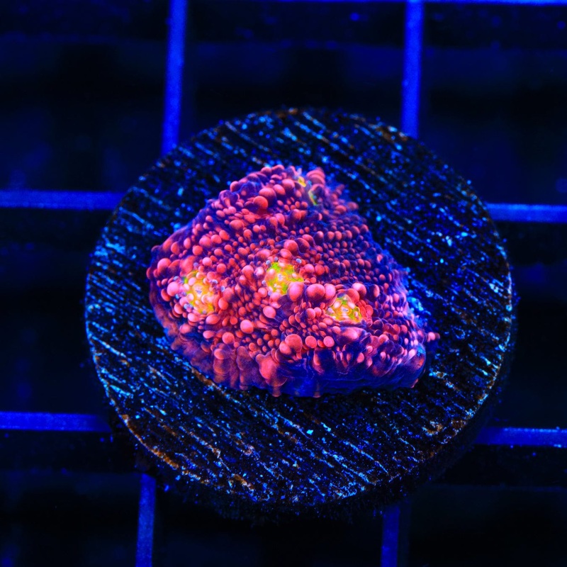 WWC Pink Boobies Chalice Coral