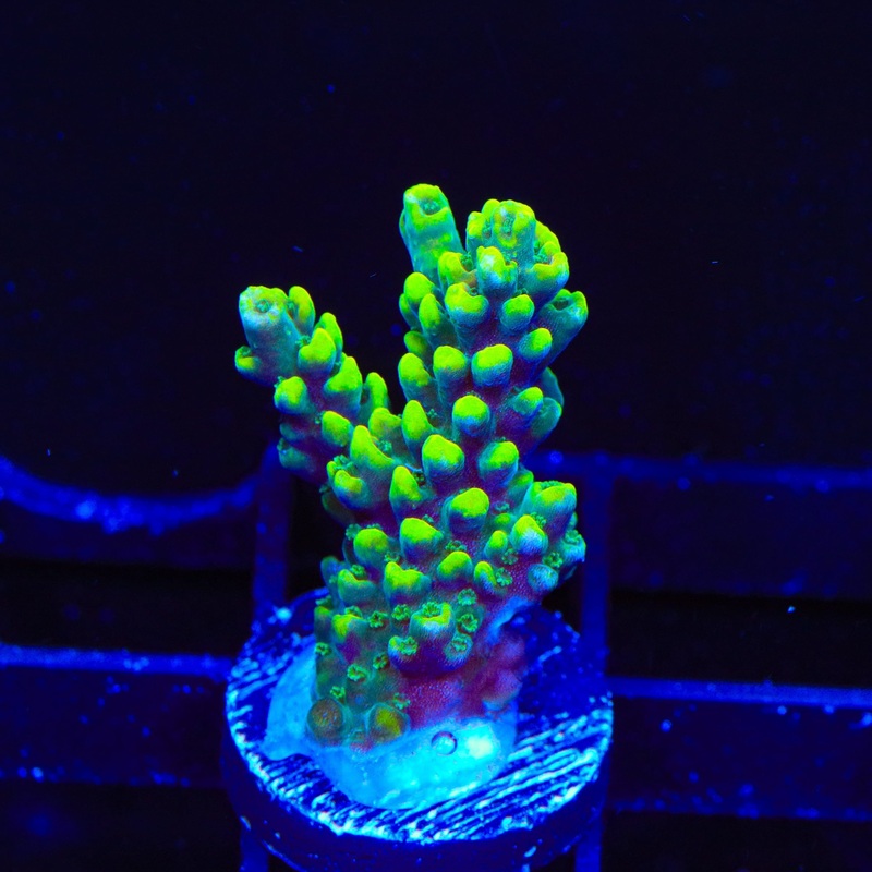 WWC Yellow Tip Acropora Coral