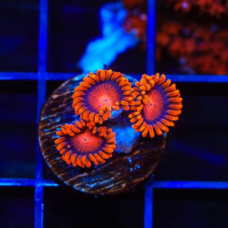 Bam Bam Zoanthids Coral