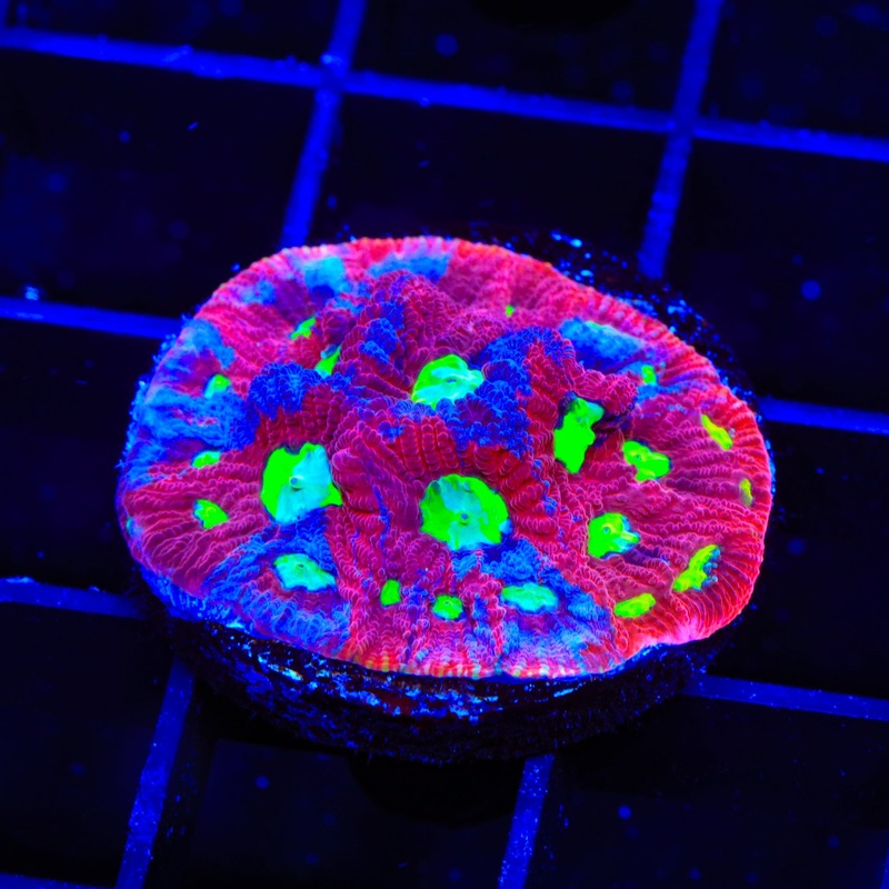 CB Bloodbath Favia Coral