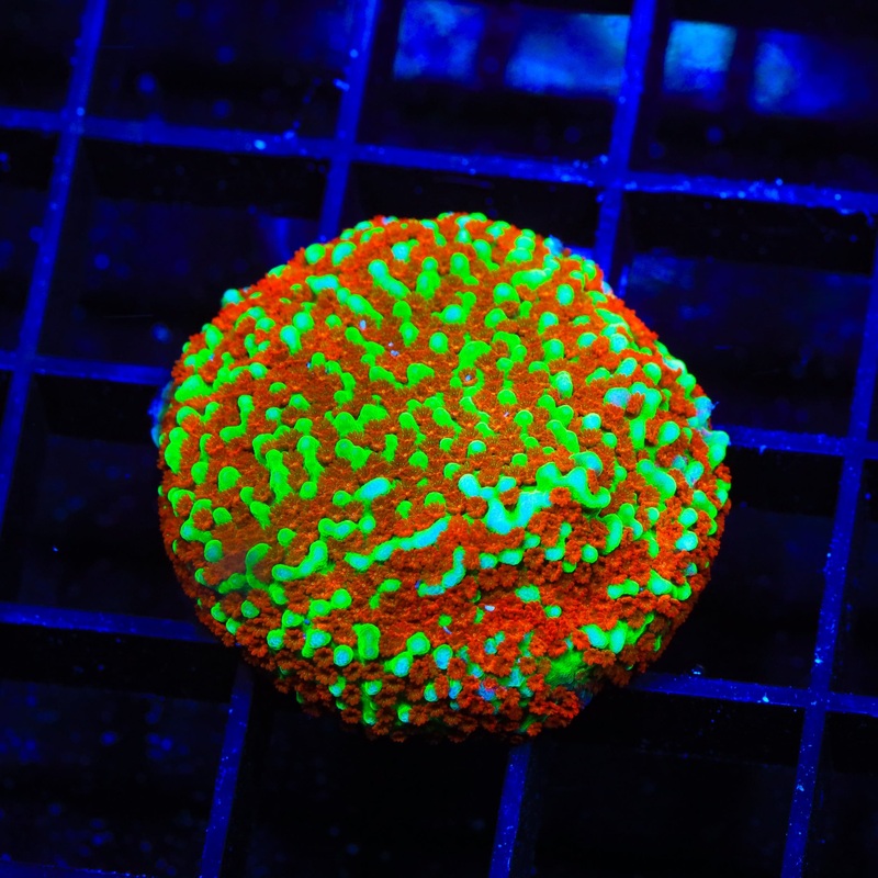JF Aquaman Montipora Coral