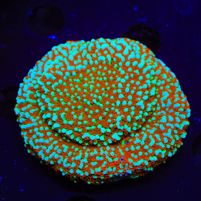 JF Aquaman Montipora XL Frag Coral