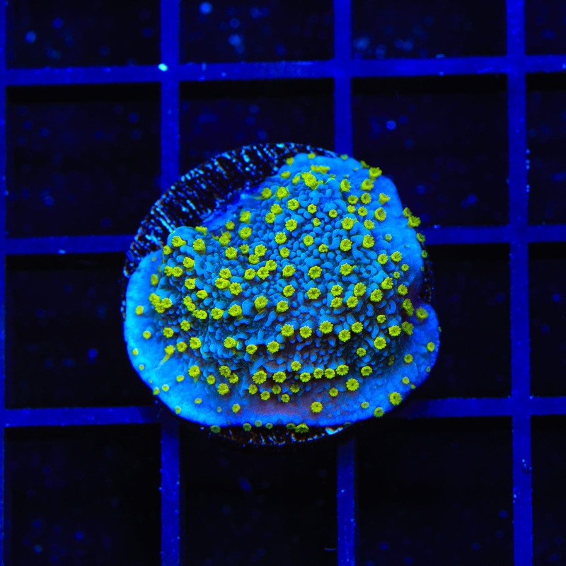 TSA Starry Night Montipora Cap Coral