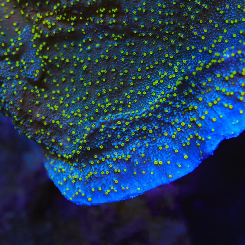 TSA Starry Night Montipora Coral