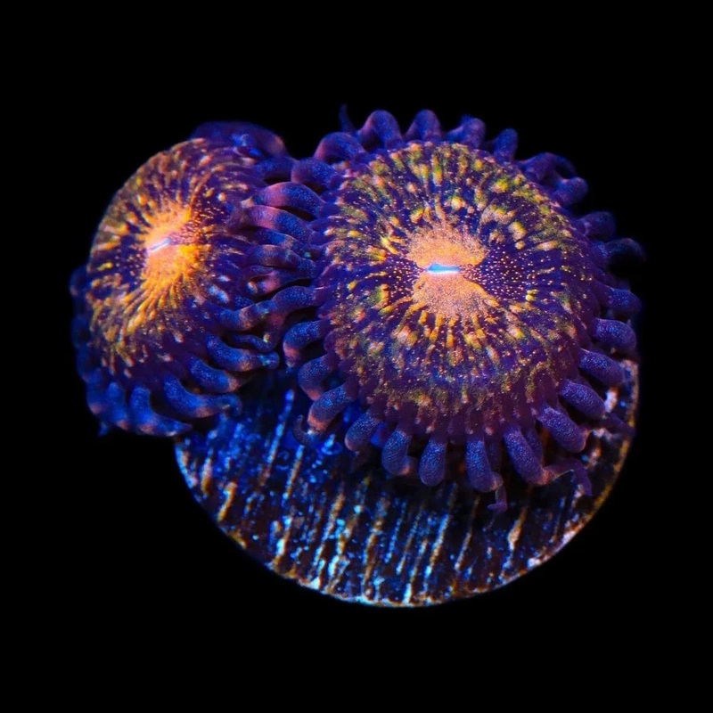 WWC Pandoras Zoanthids Coral