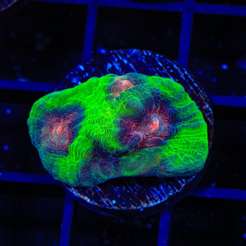 Alien Invasion Chalice Coral