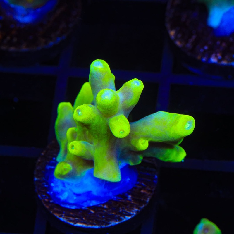 Banana Lokani Acropora Coral