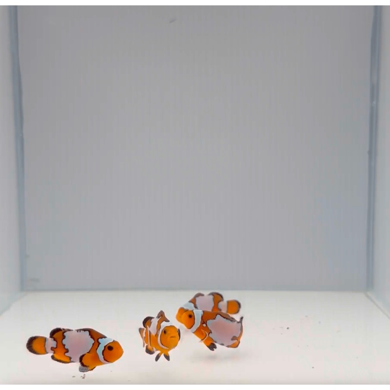 Black Ice Snowflake Clownfish