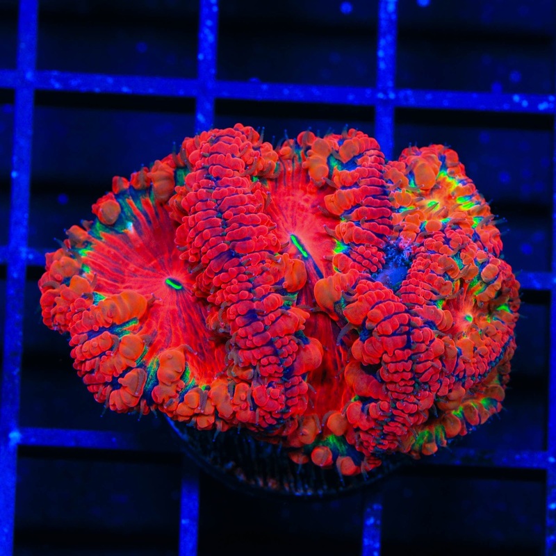 Black Widow Blastomussa Coral