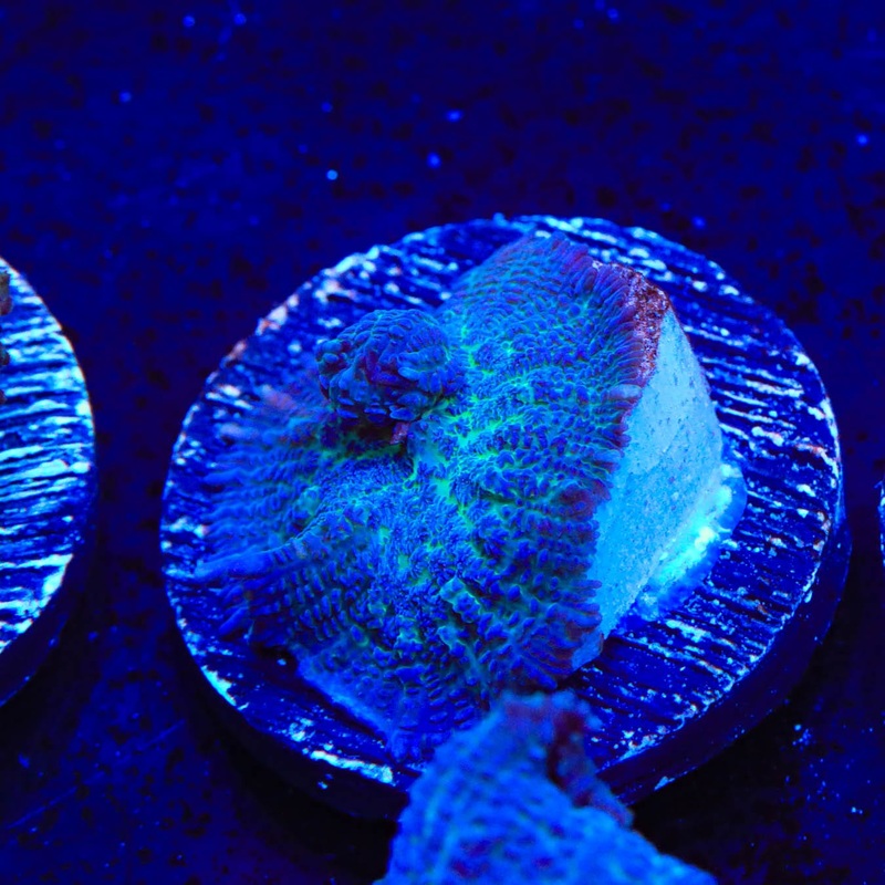 Blue Rhodactis Mushroom Coral