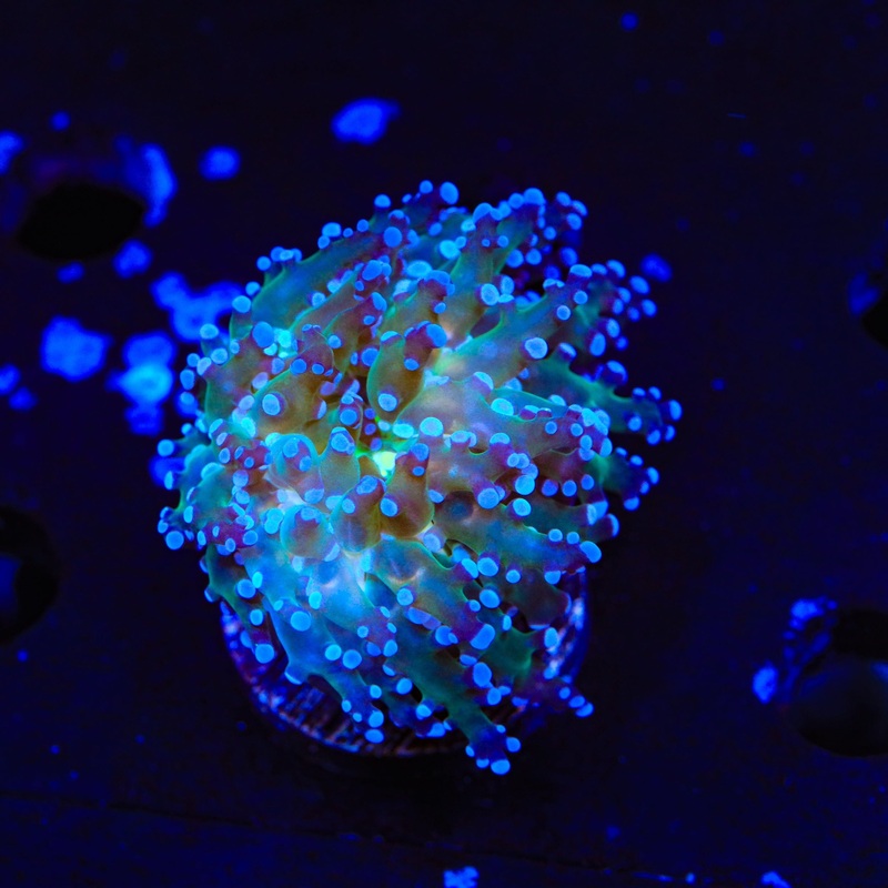 Blueberry Frogspawn Coral