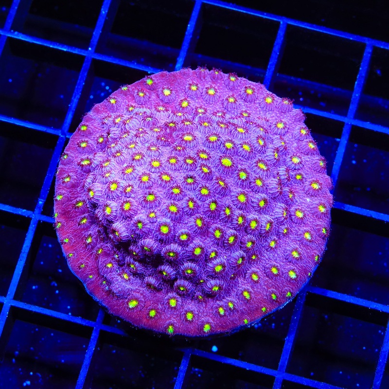 CB Bling Bling Cyphastrea Colony Coral