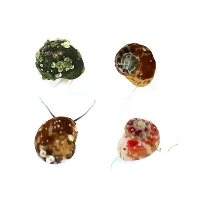 Collonista Snail – Sustainably Aquacultured