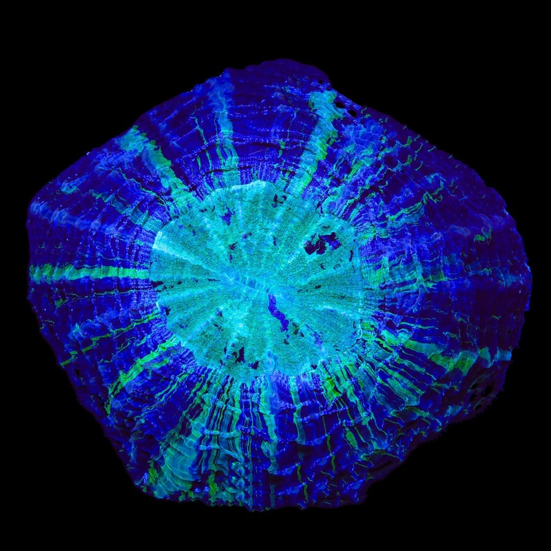 Ultra Acanthophyllia Coral