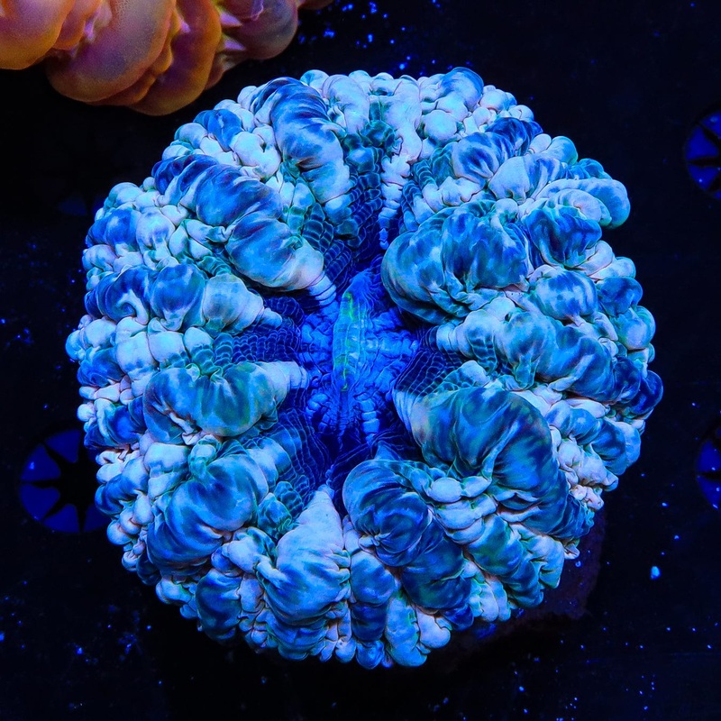 Ultra Cynarina Coral