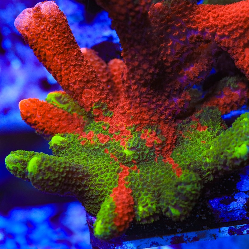WWC Contraband Montipora Digitata Coral
