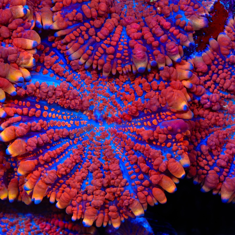 WWC King Julius Bounce Mushroom Coral