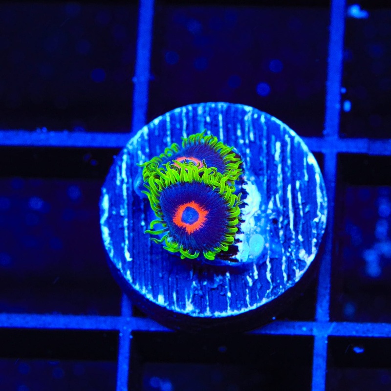 WWC Purple Hearts Zoanthids Coral