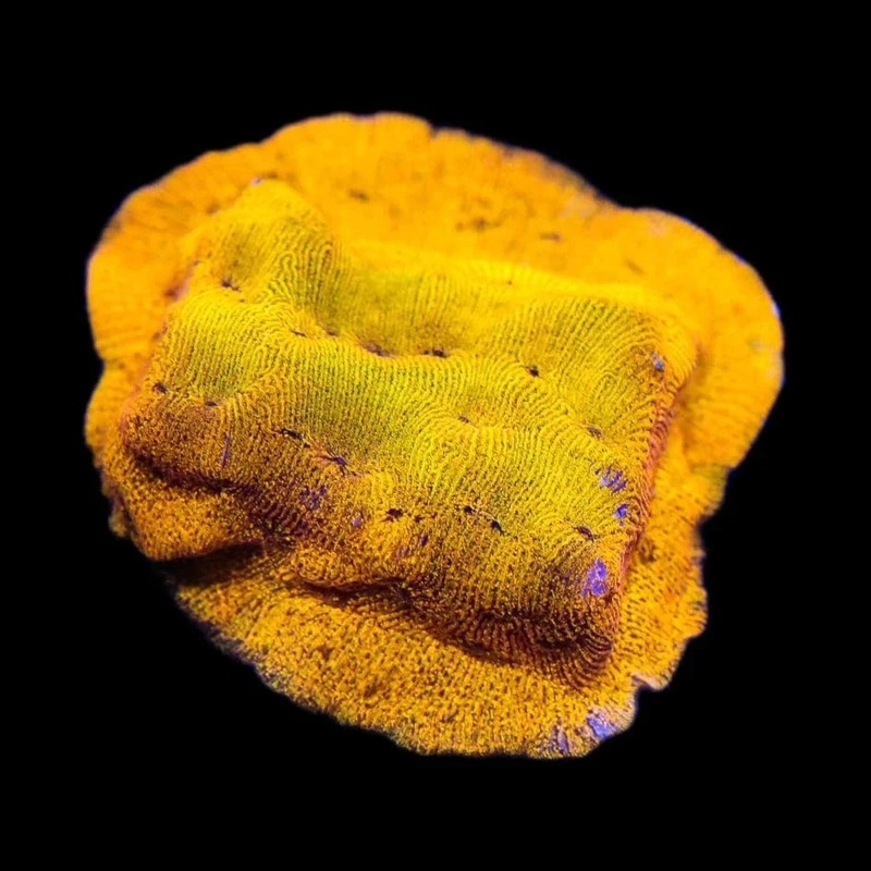 24k Gold Leptoseris Coral