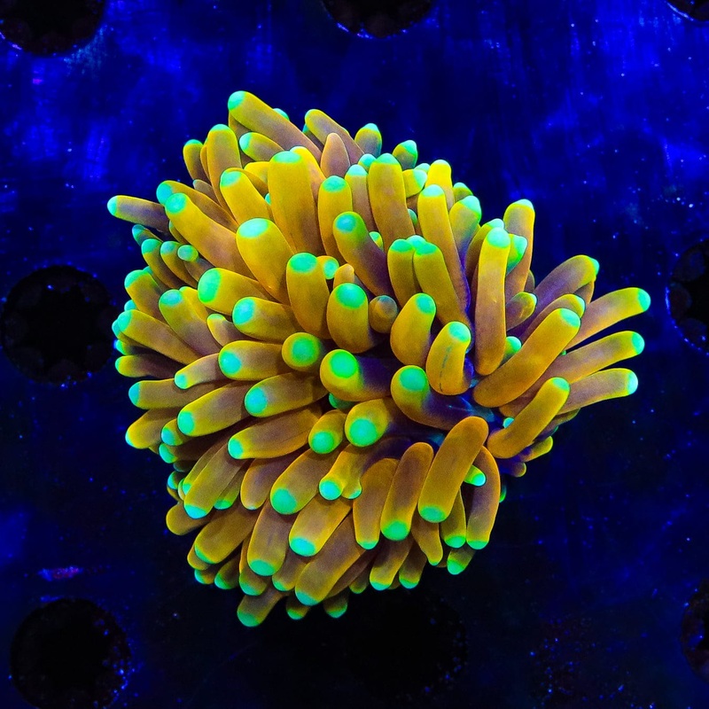 24k Gold Torch Coral