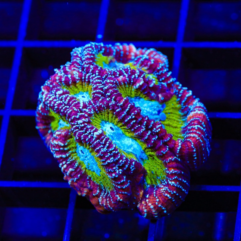 ACI Jinx Favia Coral