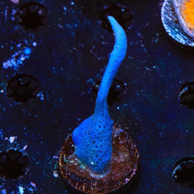 Blue Photosynthetic Sponge Coral