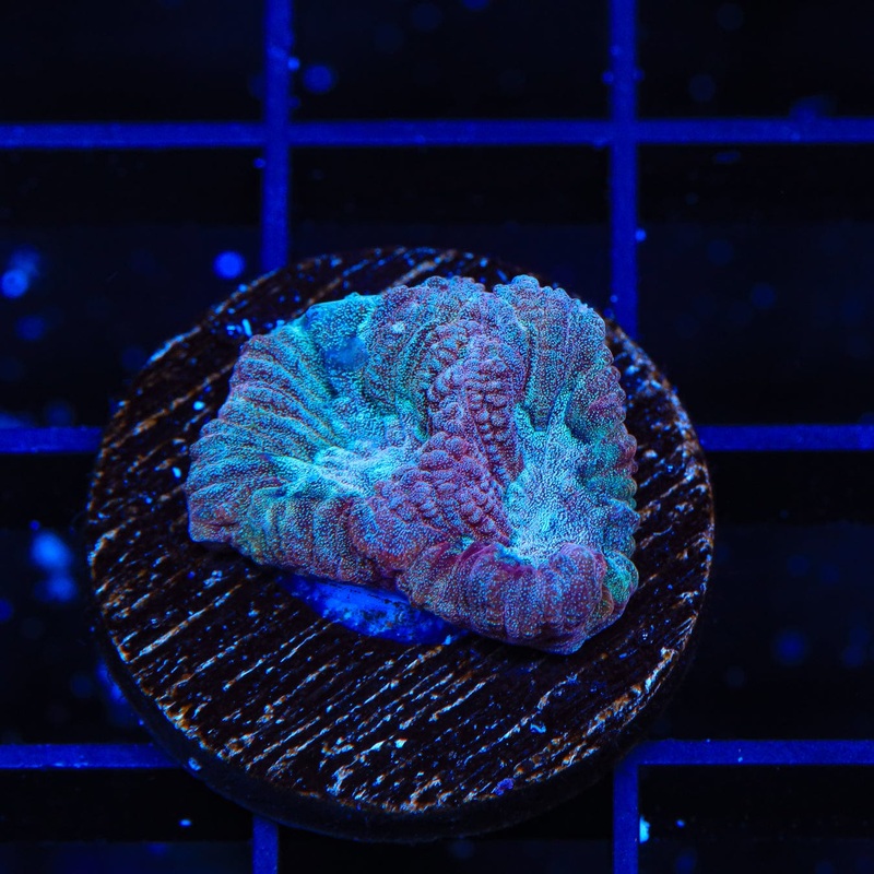 Blueberry Crush Favia Coral